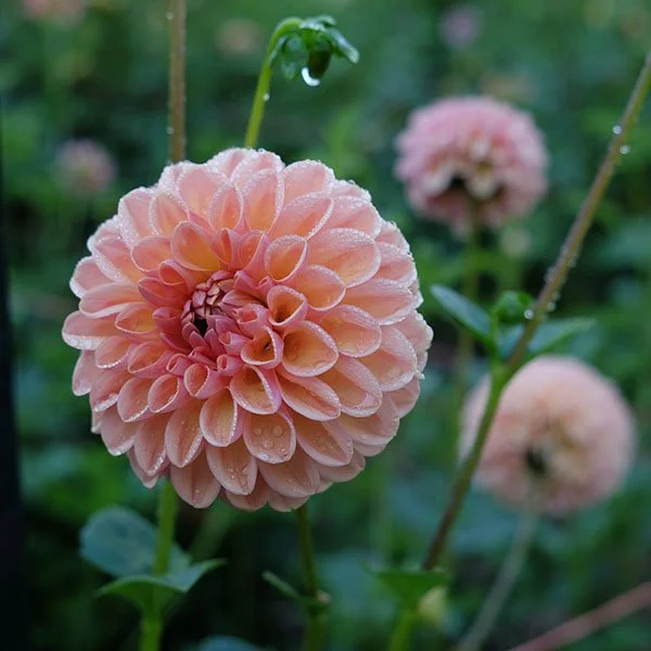 AC Moonwalk — Petal Creek Farm